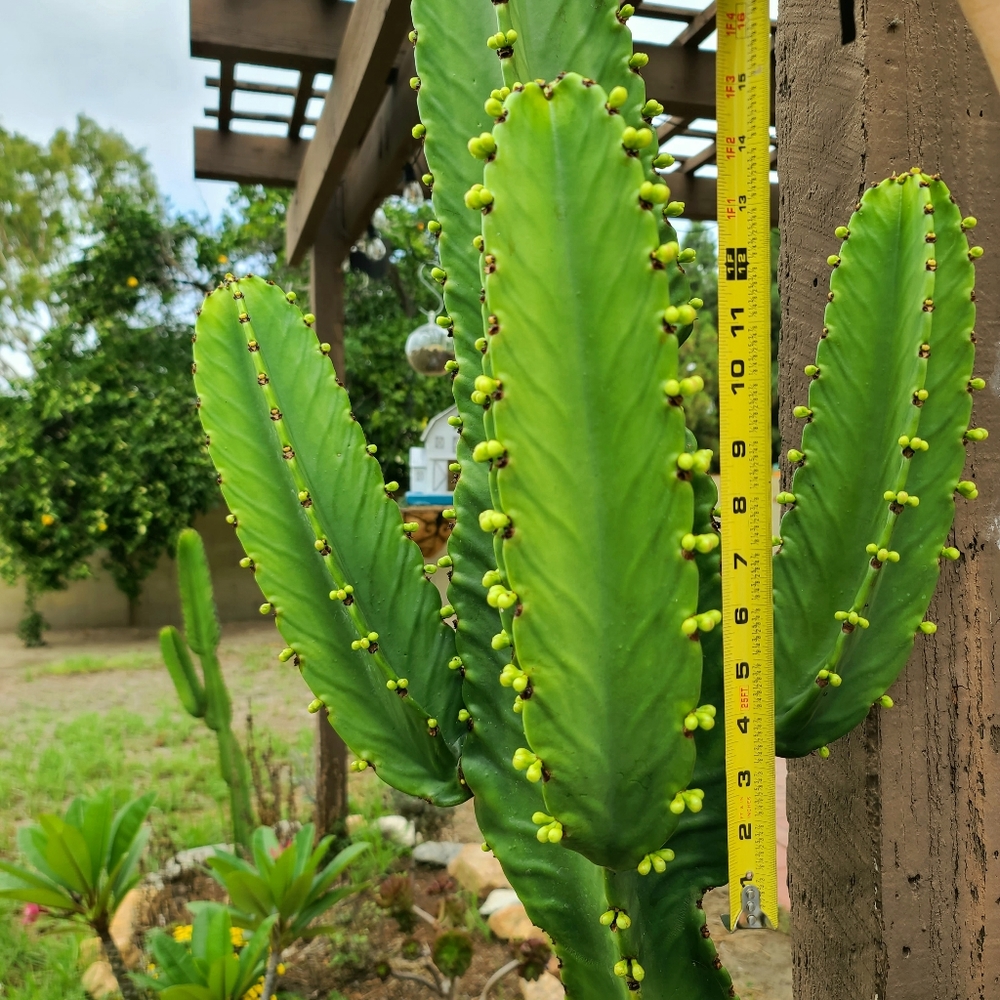 Thornless Cactus Succulent arm cutting - Picture 2 of 3